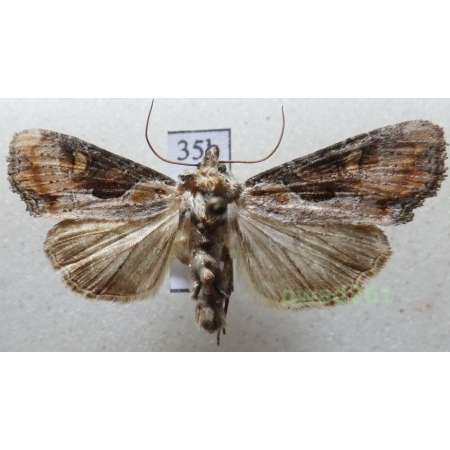 Lateroligia ophiogramma (Esper, 1794) Czech35b